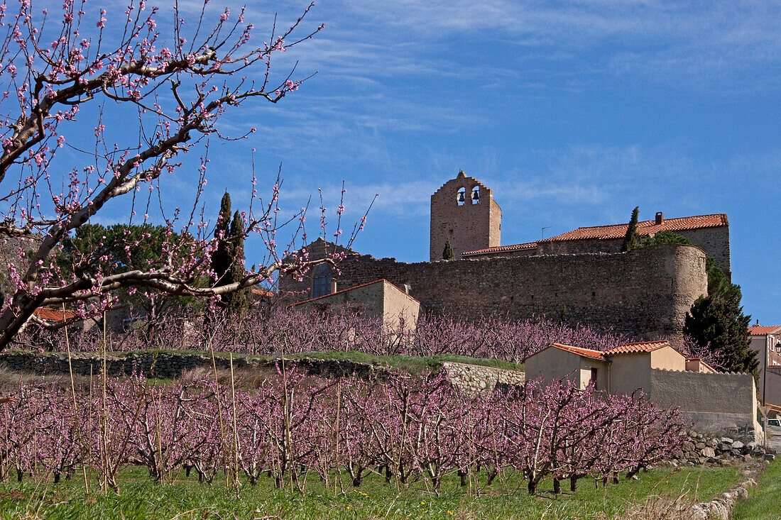 France, eastern Pyrenees Mosset and blooming peach trees