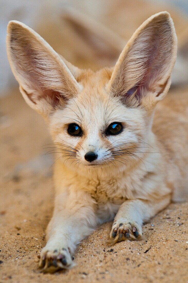 'North Africa, Tunisia, Tozeur province, Tozeur, the botanical and zoological gardens ''Le Paradis'', a fennec'