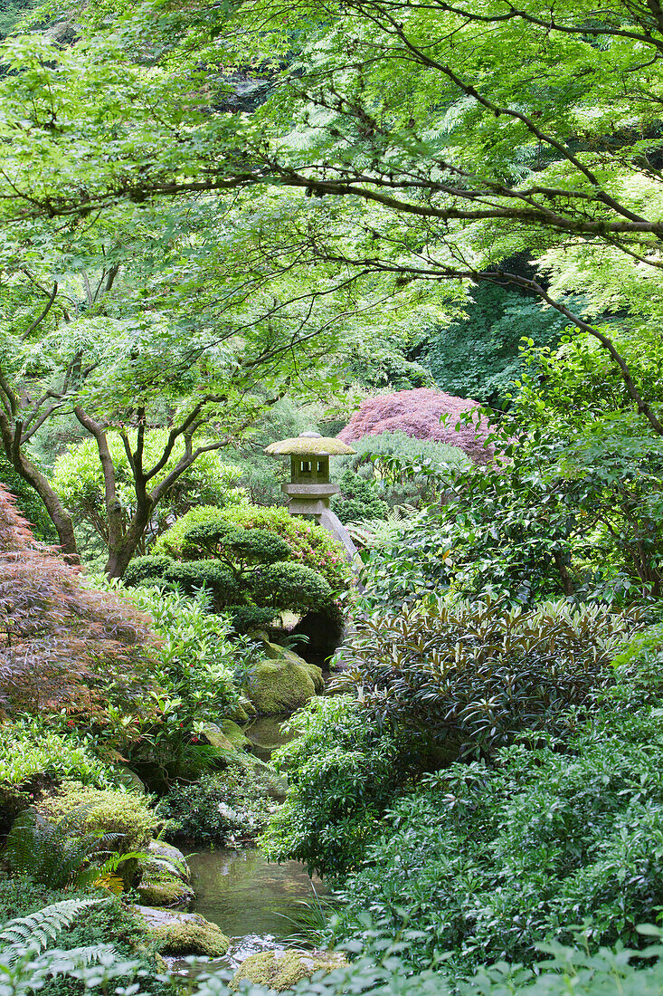 The Japanese Garden is a 5.5 acre site, laid out using traditional Japanese horticultural and design principles, planting and structures. Stone lantern above a pool.