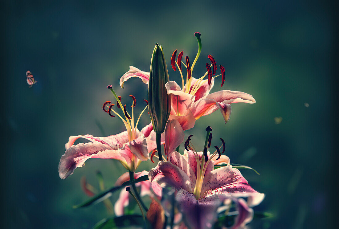 Blooming lilies, Philippines, Asia