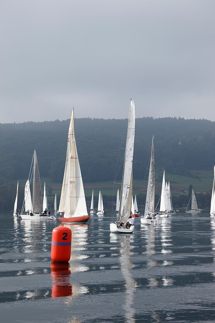 Segelregatta, Segelclub Oberstaad, nahe Wangen, HöriBodensee, Baden-Württemberg, Deutschland