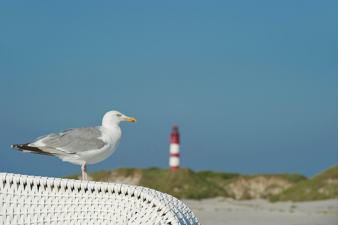 Lighthouse and sea gull, near Nebel, Amrum, North Frisian Islands, Schleswig-Holstein, Germany
