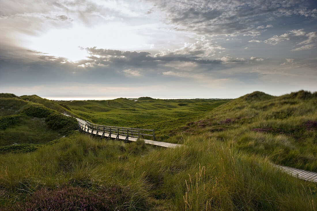 Dunes, Amrum, North Frisian Islands, Schleswig-Holstein, Germany