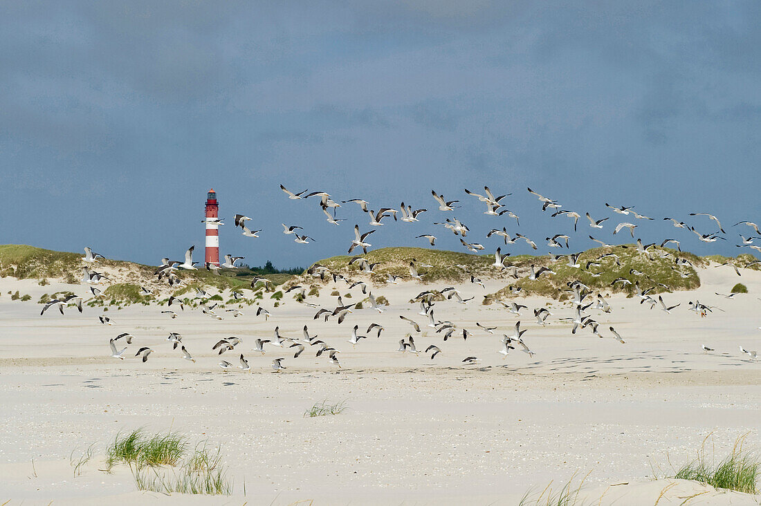 Lighthouse and sea gulls, near Nebel, Amrum, North Frisian Islands, Schleswig-Holstein, Germany