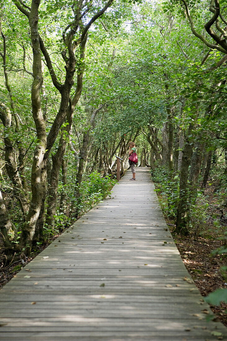 Wooden path near Norddorf, Amrum, North Frisian Islands, Schleswig-Holstein, Germany