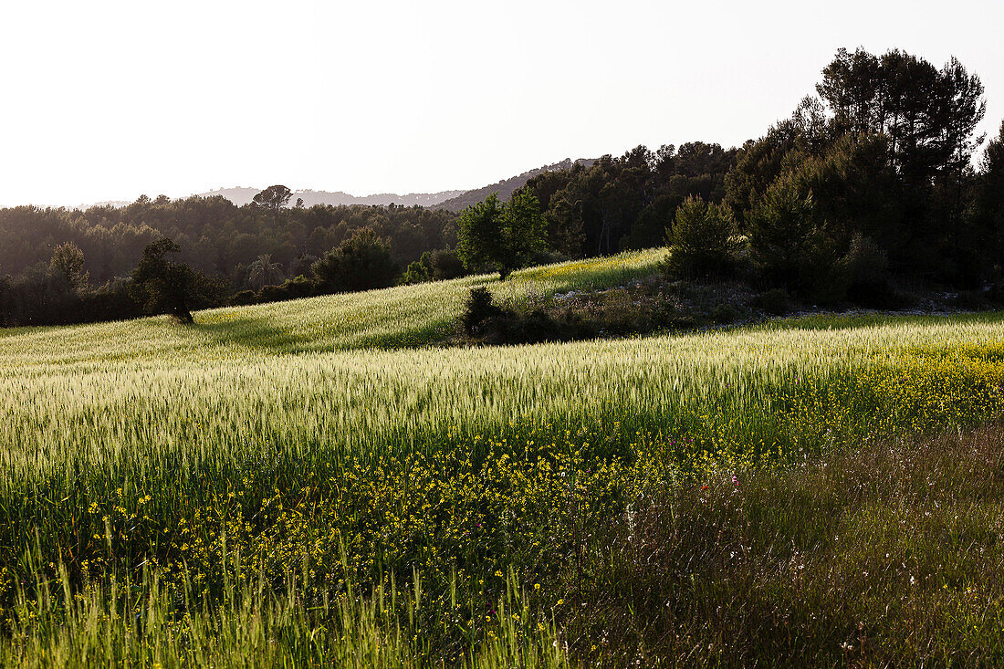 Hügellandschaft, Wiesen und Getreidefelder im Abendlicht, Es Capdella, Mallorca, Spanien