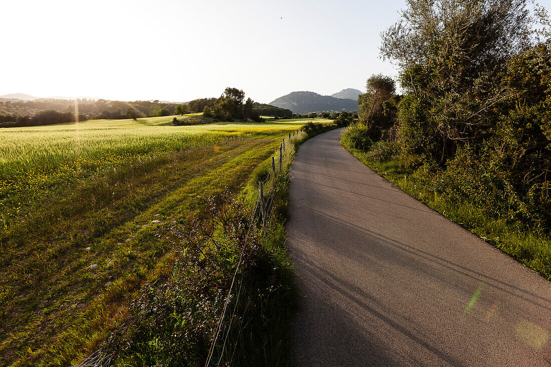 Rural road and landscape, meadows and grainfield at sunset, Es Capdella, Mallorca, Spain