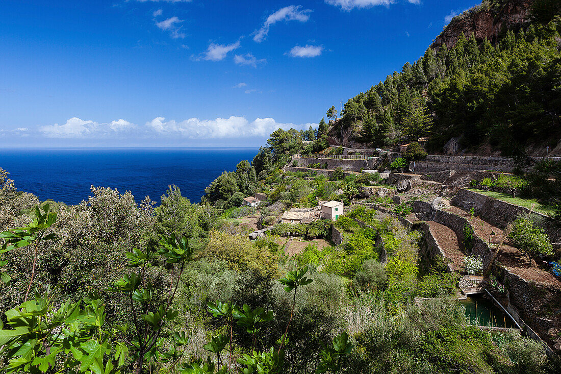 Mediterranean coast road, estate with terraced acreage, Banyalbufar, Mallorca, Spain