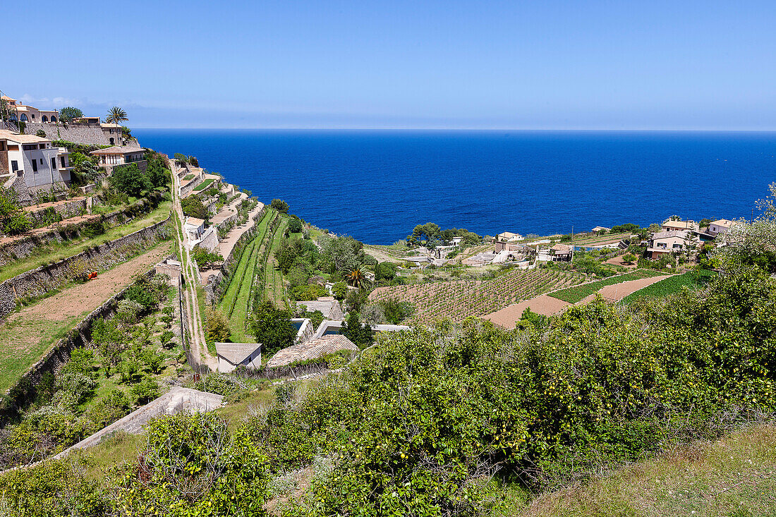 Terassierte Anbauflächen und Wohnhäuser am Mittelmeer, Banyalbufar, Mallorca, Spanien