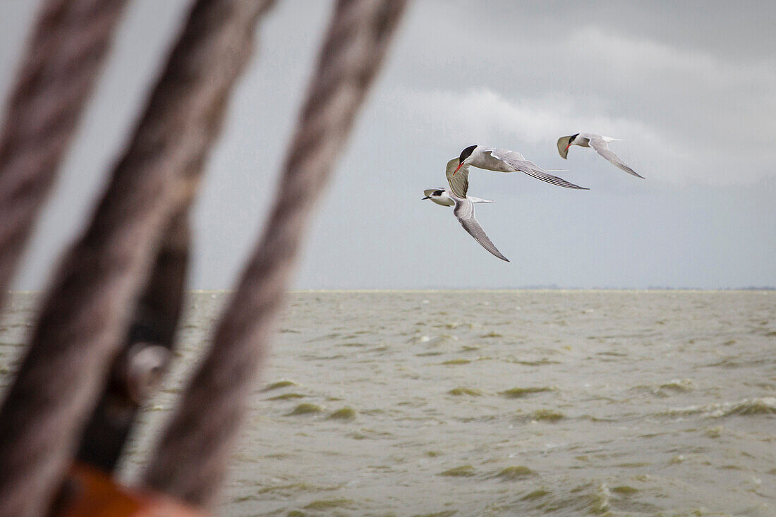 Seeschwalben fliegen über dem IJsselmeer, Holland, Niederlande, Europa