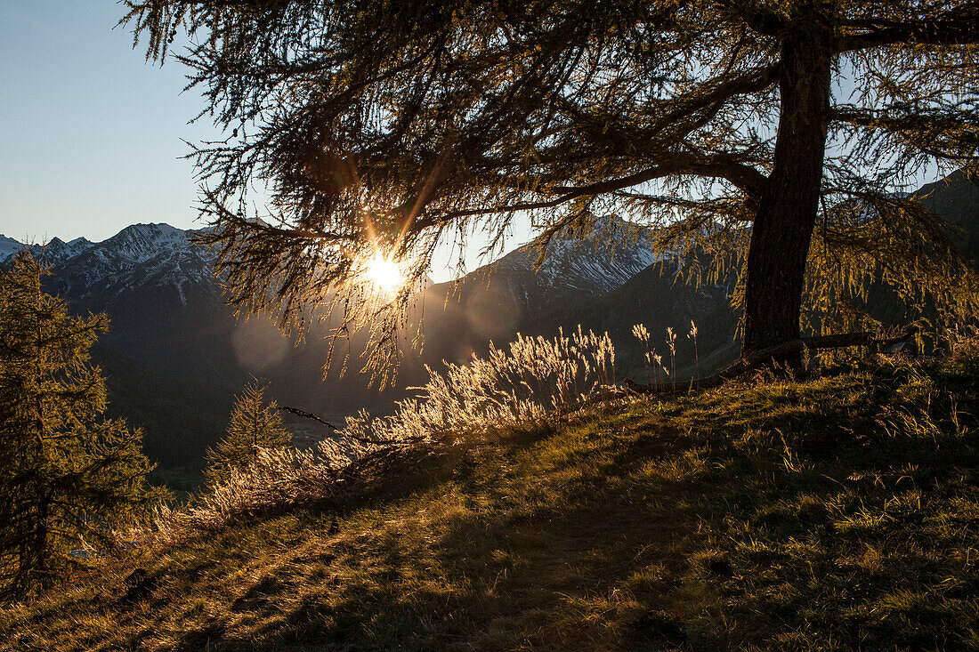 Gelbe Lärchen im Herbst, Unterengadin, Graubünden Schweiz, Europa