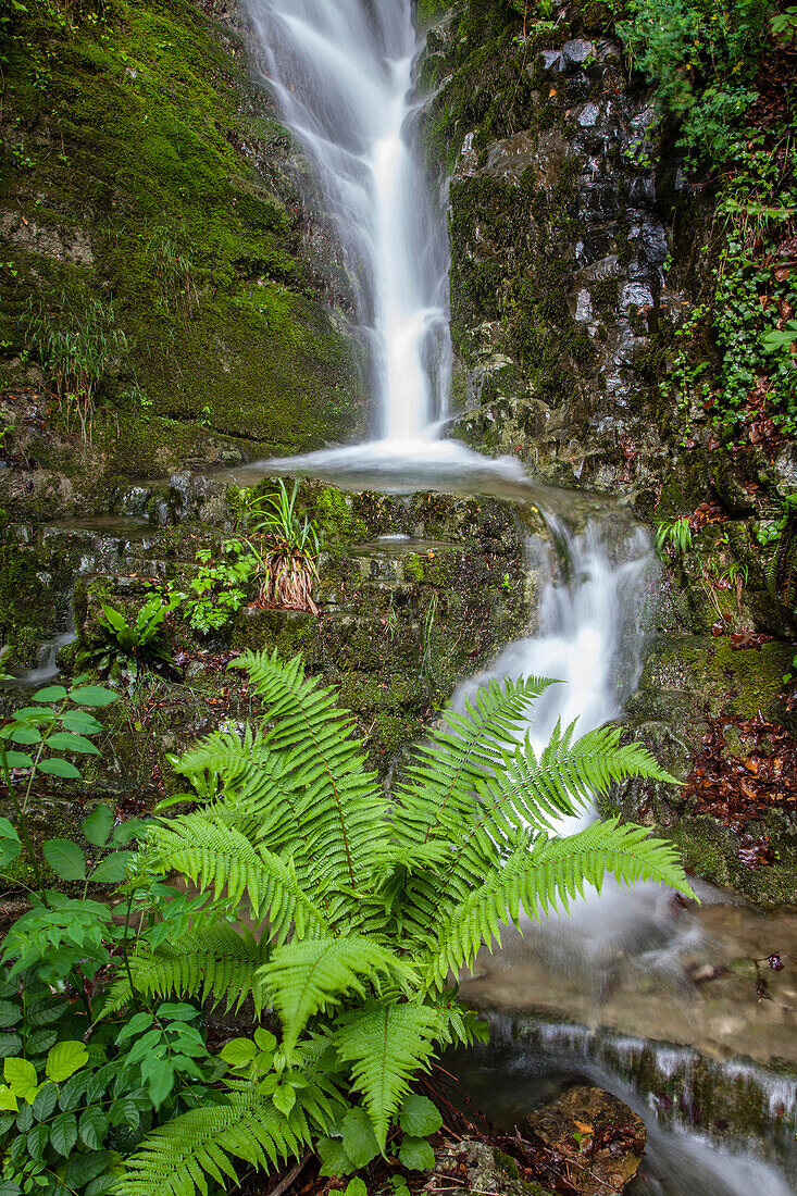 Stream and fern, Seelisberg, Lake Lucerne, Switzerland, Europe