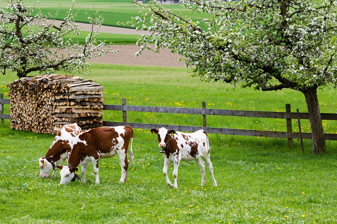 Kühe auf einer Weide im Frühling, Burgdorf, Schweiz, Europa
