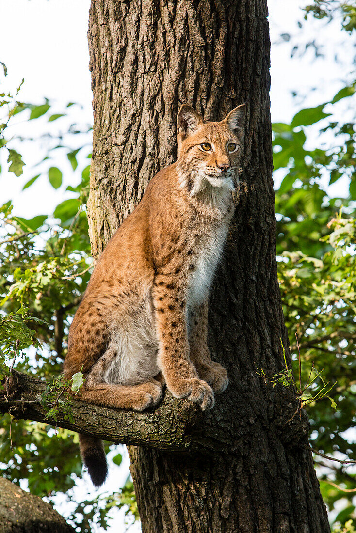 Luchs auf einem Baum, Skalen Tierpark, Stockholm, Schweden, Europa