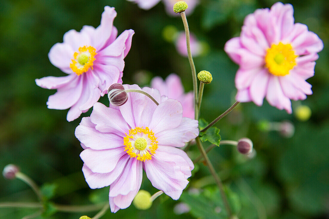 Flowers in a garden, Japanese windflower, Switzerland, Europe