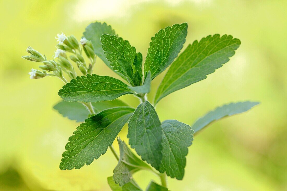 Stevia plant with flowers