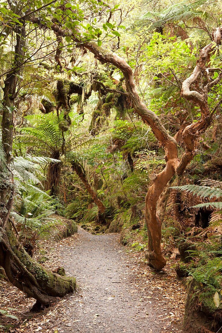 Track to Matai Falls near Papatowai, South Island, New Zealand