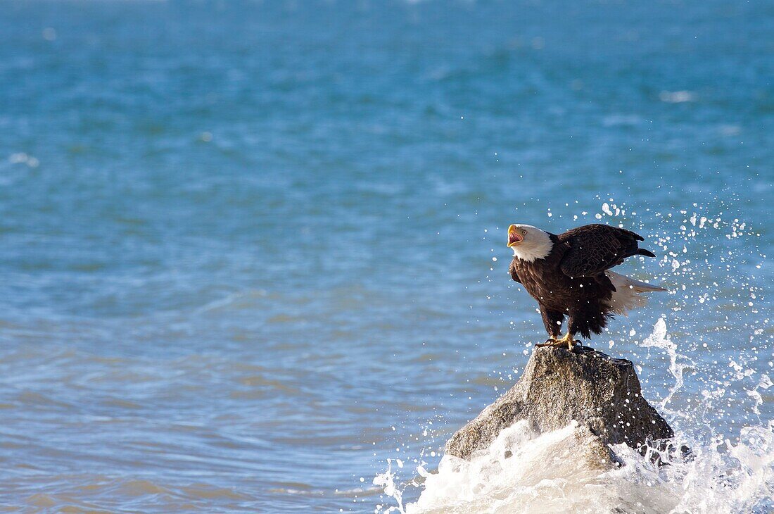 Bald eagle,- Haliaeetus leucocephalus -, Ninilchik, Kenai Peninsula, Alaska, U S A