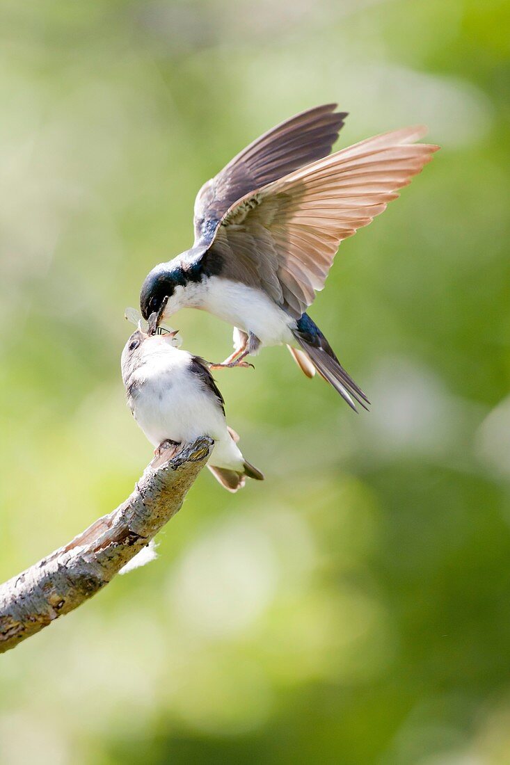 Tree Swallow, Tachycineta bicolor -, Potter Marsh, Anchorage coastal wildlife refuge, Anchorage, Alaska, U S A