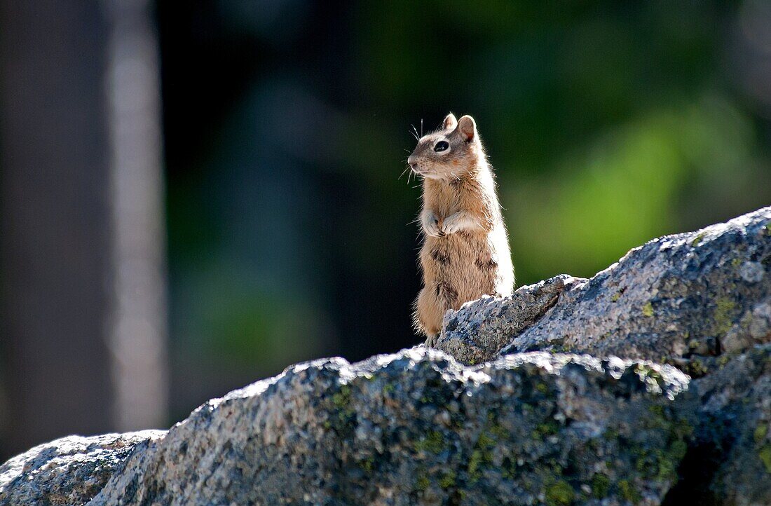 Sawtooths, Golden Mantled Ground Squirrel at Lady Face Falls in the Sawtooth Mountains near the town of Stanley in central Idaho