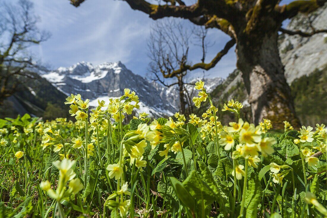 Cowslip primula Veris in Eng valley, Karwendel mountain range in austria, with Sycamore maple trees and mount Spritzkar-Spitze in the background The Eng valley is the most famous of all valleys in karwendel mountain range Next to the sheer rock faces of t