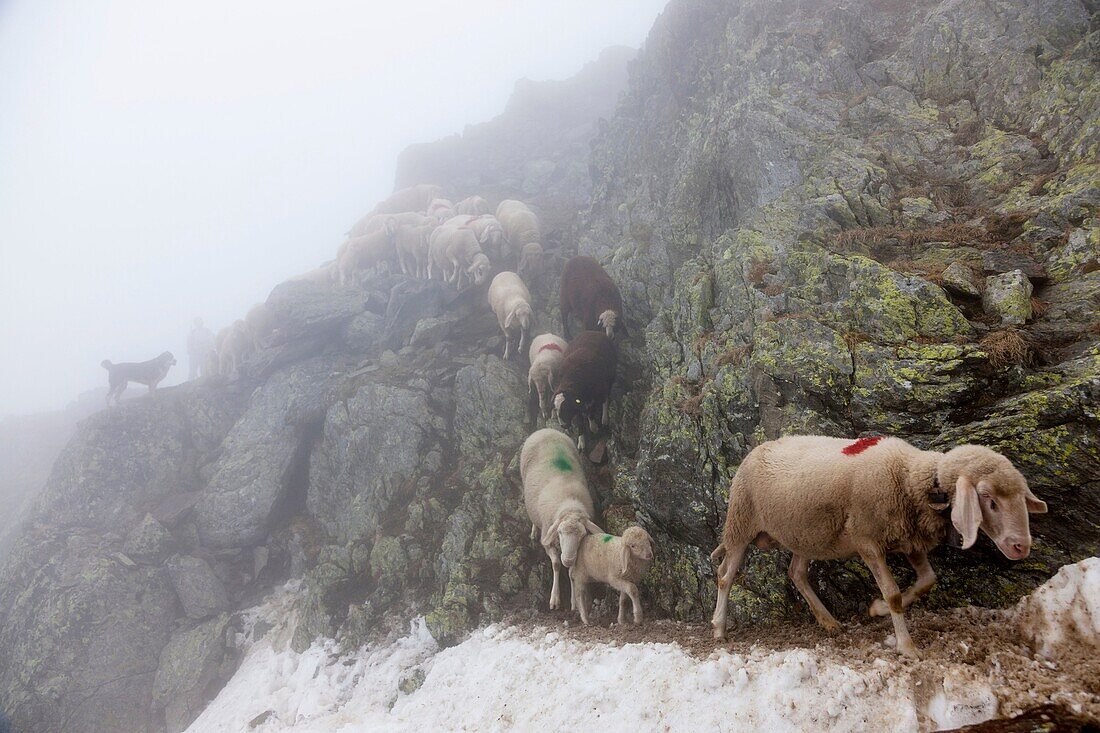 Transhumance, the great sheep trek across the main alpine crest in the Otztal Alps between South Tyrol, Italy, and North Tyrol, Austria  This very special sheep drive is part of the intangible cultural heritage of the austrian UNESCO Commission  Sheep br.