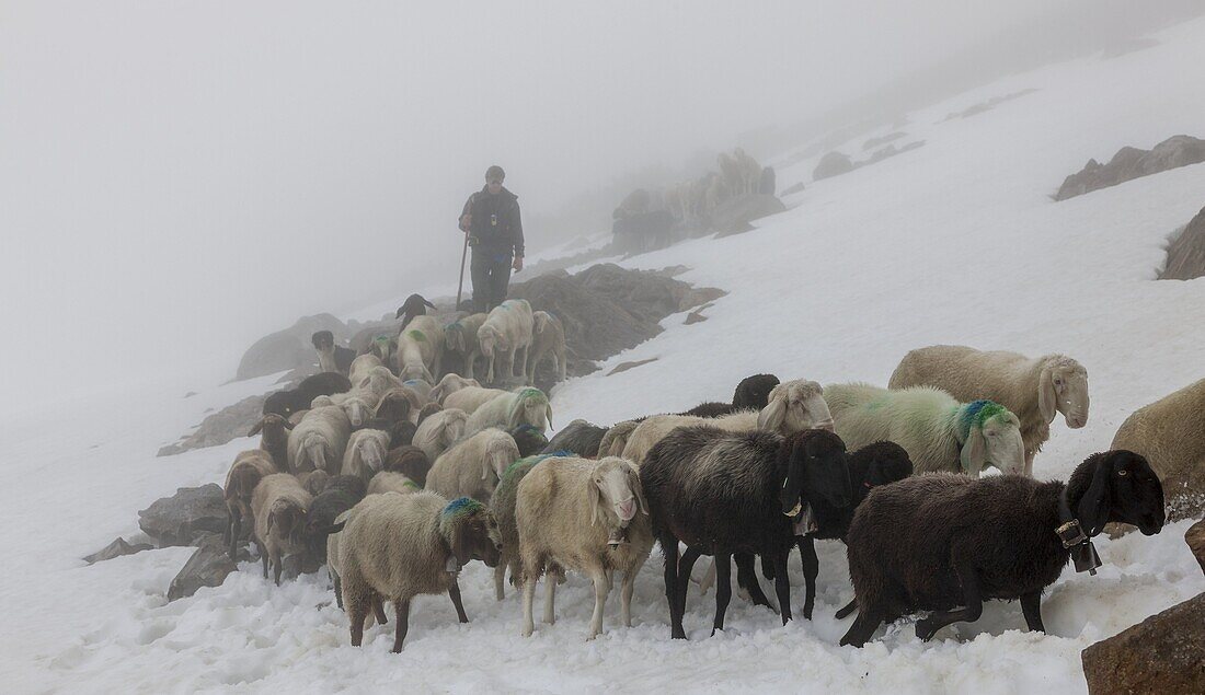 Transhumance, the great sheep trek across the main alpine crest in the Otztal Alps between South Tyrol, Italy, and North Tyrol, Austria  This very special sheep drive is part of the intangible cultural heritage of the austrian UNESCO Commission  App 2000.