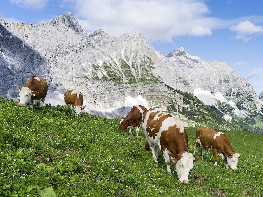 Cattle on high pasture in Karwendel Mountain Range in front of the vertical north face of the North faces of the main Karwendel ridge  Transhumance is still the backbone of alpine cattle farming  Europe, Central Europe, Austria, Tyrol, July