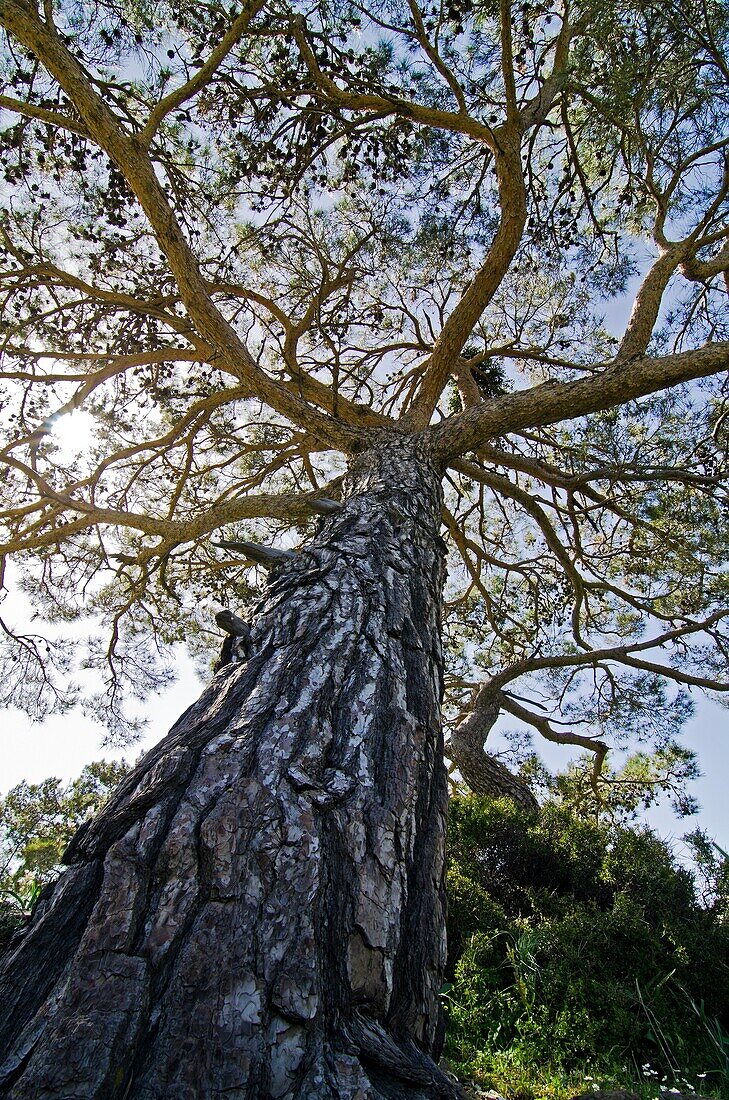 Calabrian Pine, Pinus brutia, Crete