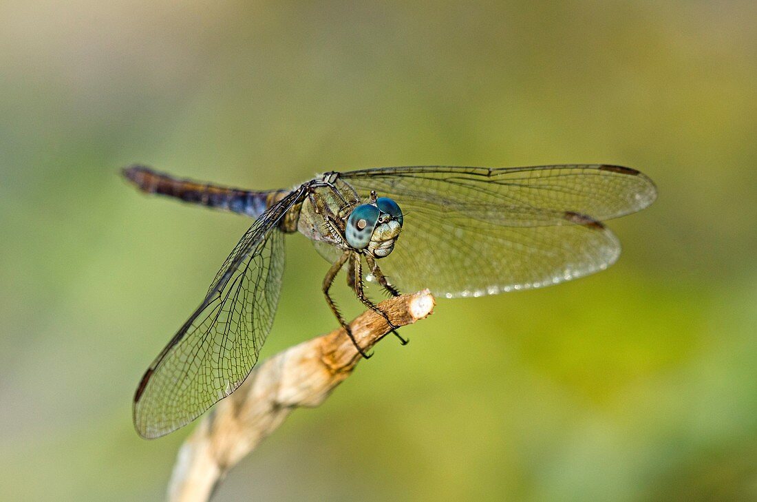 Keeled Skimmer, Orthetrum coerulescens, Crete