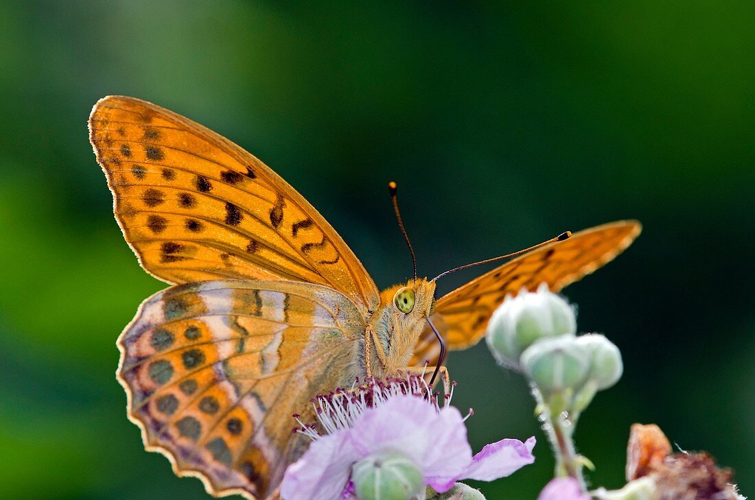 Silver-washed Fritillary, Argynnis paphia, Greece