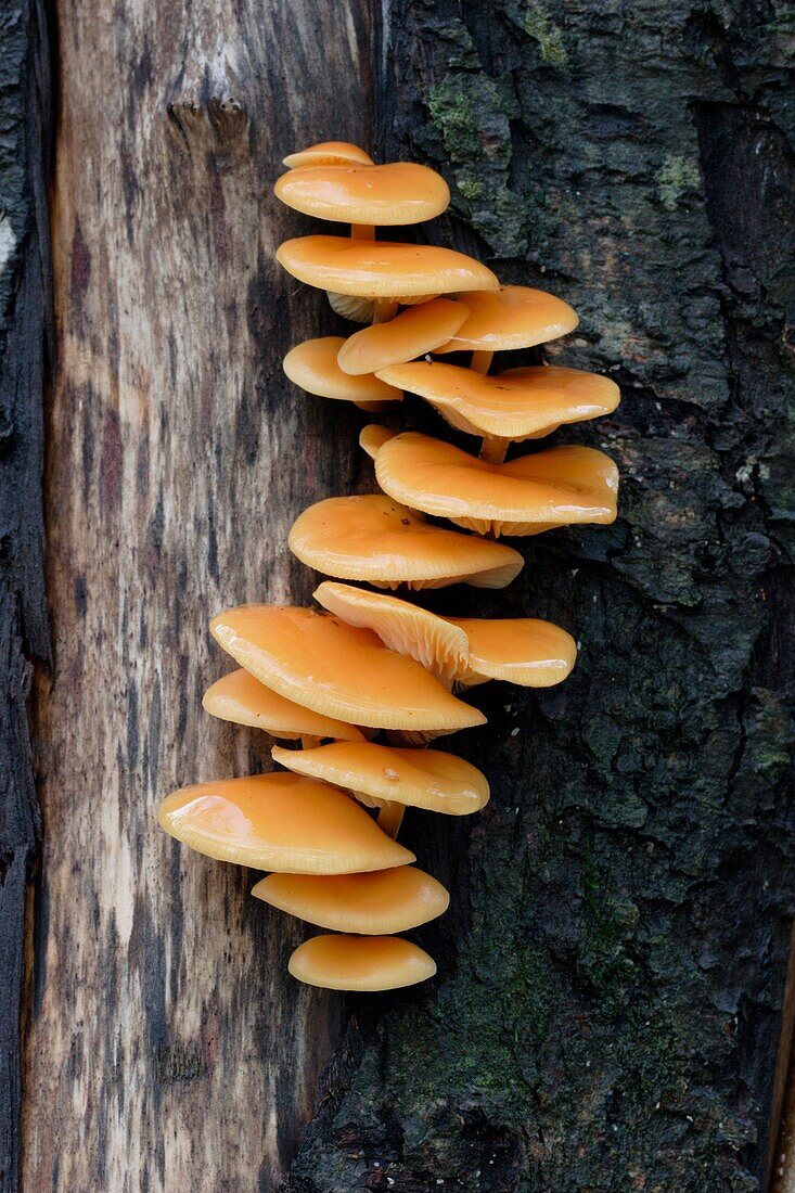 Fungi growing on a dead tree in northern Sweden, Scandinavia, Europe