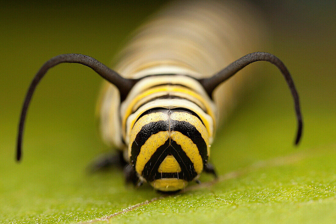 A frontal view of the head of a 5th instar Monarch Butterfly Danaus Plexippus caterpillar larva, Ward Pound Ridge Reservation, Cross River, Westchester County, New York, USA