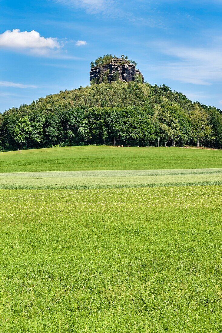 View to the Zirkelstein rock. The Zirkelstein is the smallest table mountain in the national park Saxon Switzerland It is a wooded, cone-shaped hill with a striking 40 metre high summit rock of sandstone, municipality Reinhardtsdorf-Schoena, Saxony, Germa