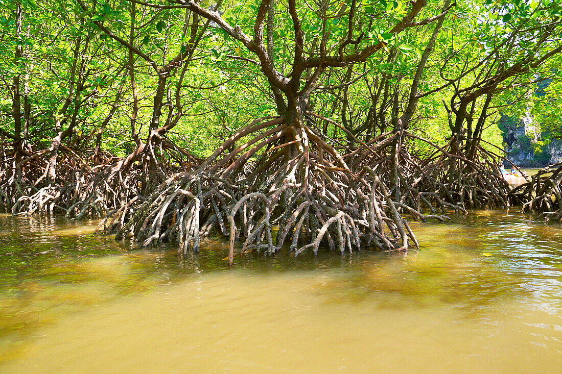 Thailand, Krabi province, mangrove forest, coastline Phang Nga Bay
