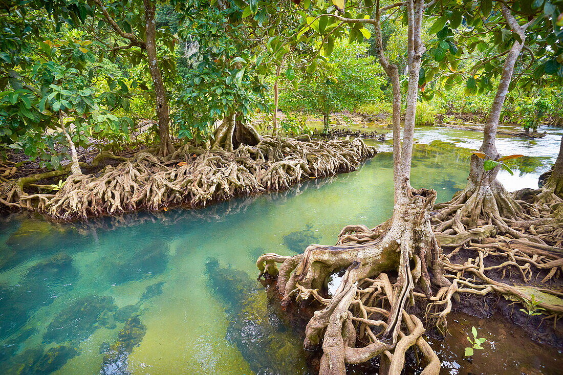 Thailand, Krabi province, mangrove forest in Tha Pom Khlong Song Nam National Park