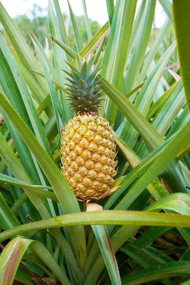 Thailand, tropical Asian pineapple fruit at the plantation