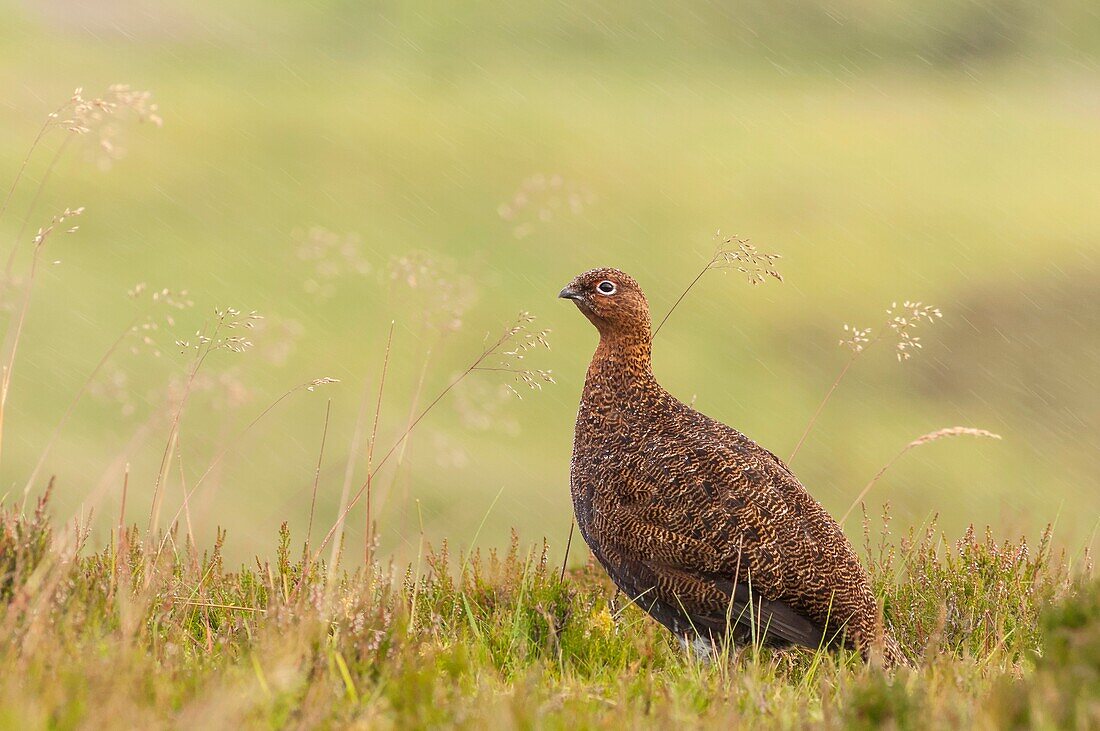 A Red Grouse  Lagopus lagopus scoticus  with heavy rain falling in moorland, Yorkshire Dales, England, Uk