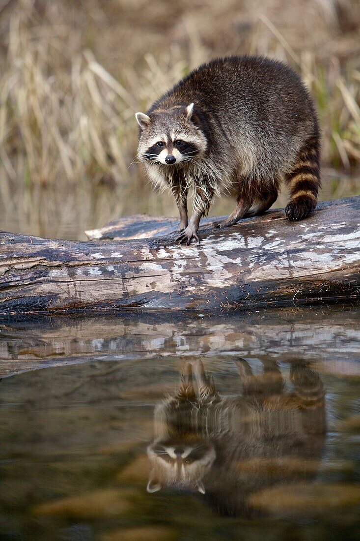 A raccoon Procyon lotor stands on a log after attempting to catch fish. Montana, USA