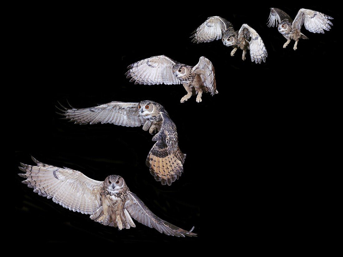 European Eagle Owl, asio otus, Adult in Flight, Step by Step