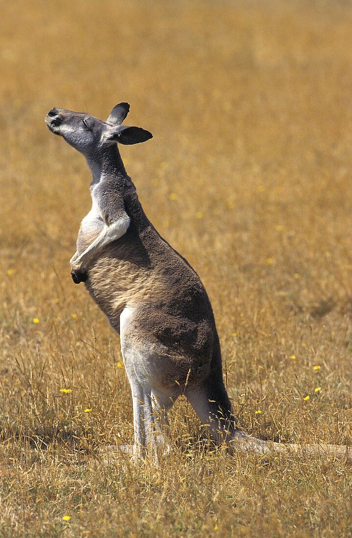 Red Kangaroo, macropus rufus, Adult standing on Dry Grass, Smelling, Australia