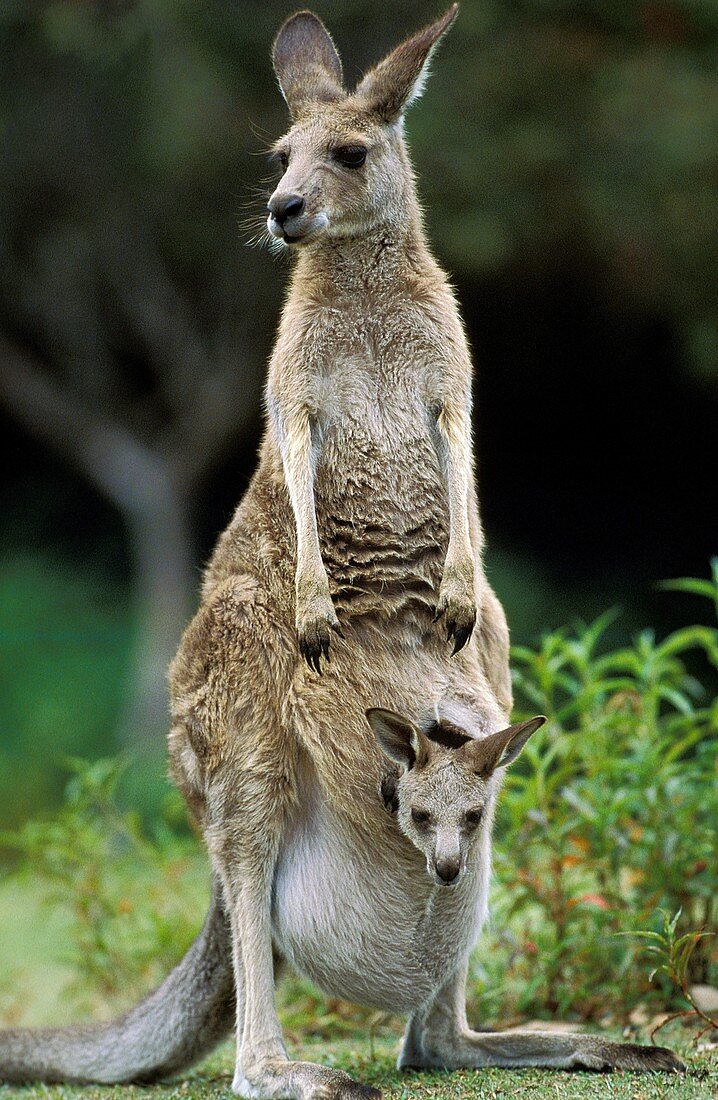 Eastern Grey Kangaroo, macropus giganteus, Female carrying Joey in its Pouch, Australia
