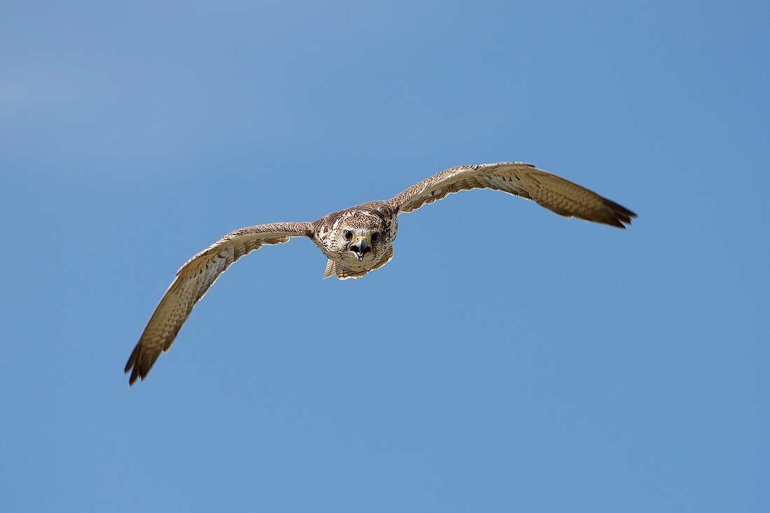 Saker Falcon, falco cherrug, Adult in Flight against Blue Sky