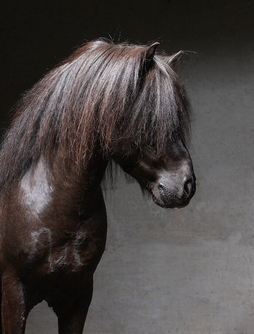 Icelandic Stallion with Mane Over Eyes, Iceland