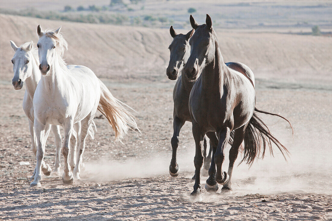 Freedom. Horses running in dusty pen