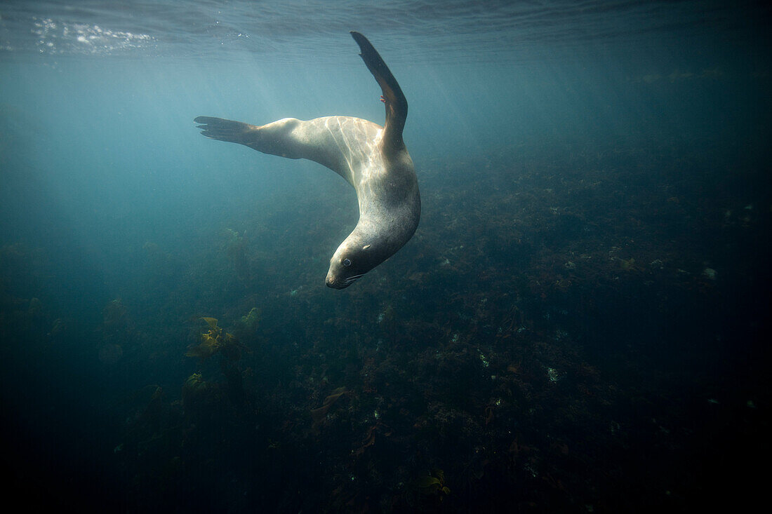 A Juvenile male New Zealand Hooker´s Sea Lion Phocarctos hookeri. Hookers sea lion swimming underwater