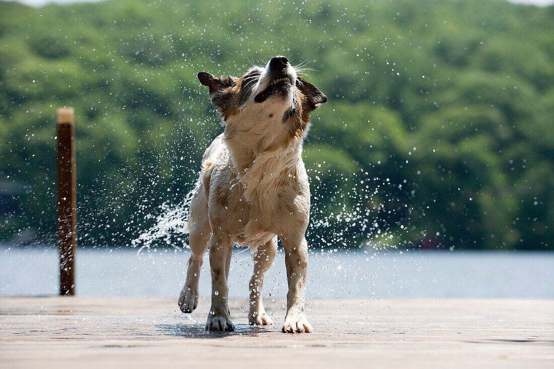 Dog shaking water off fur on dock. Jack Russell Terrier after a swim