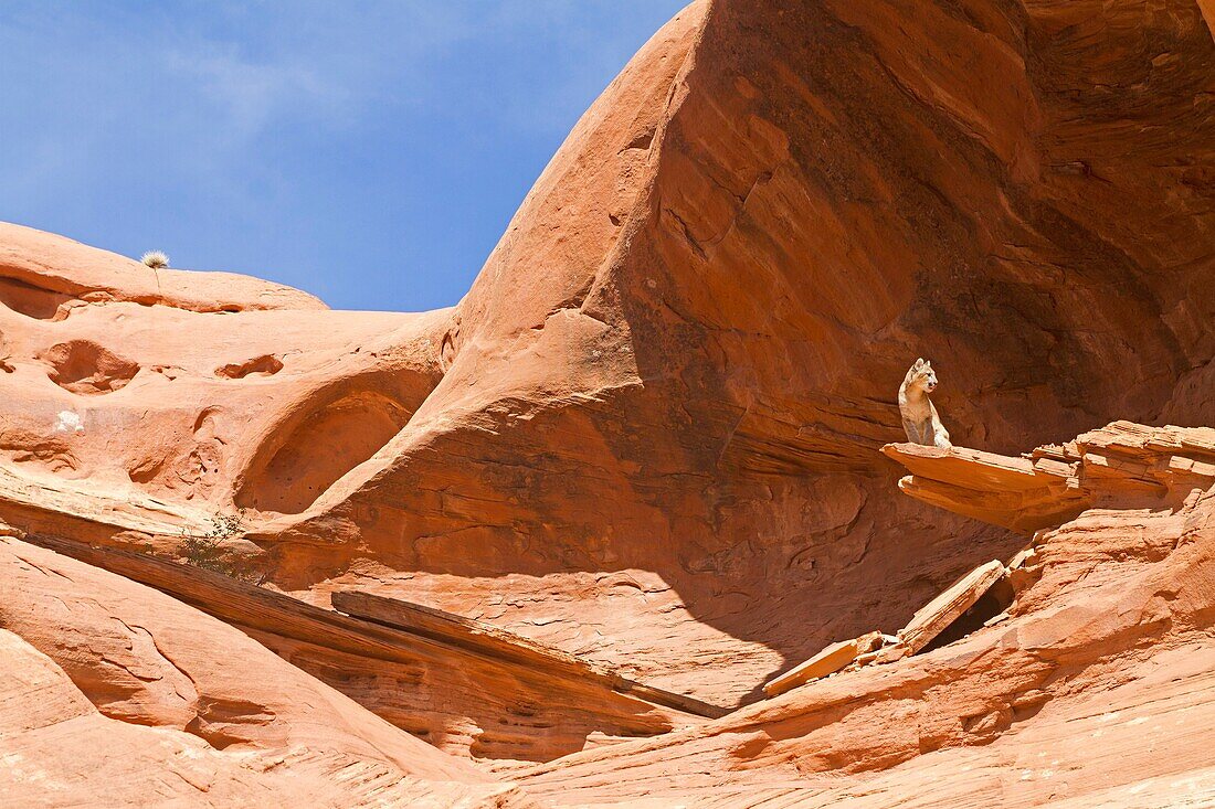 United States, Utah, near Moab, Cougar or Mountain Lion  Puma concolor