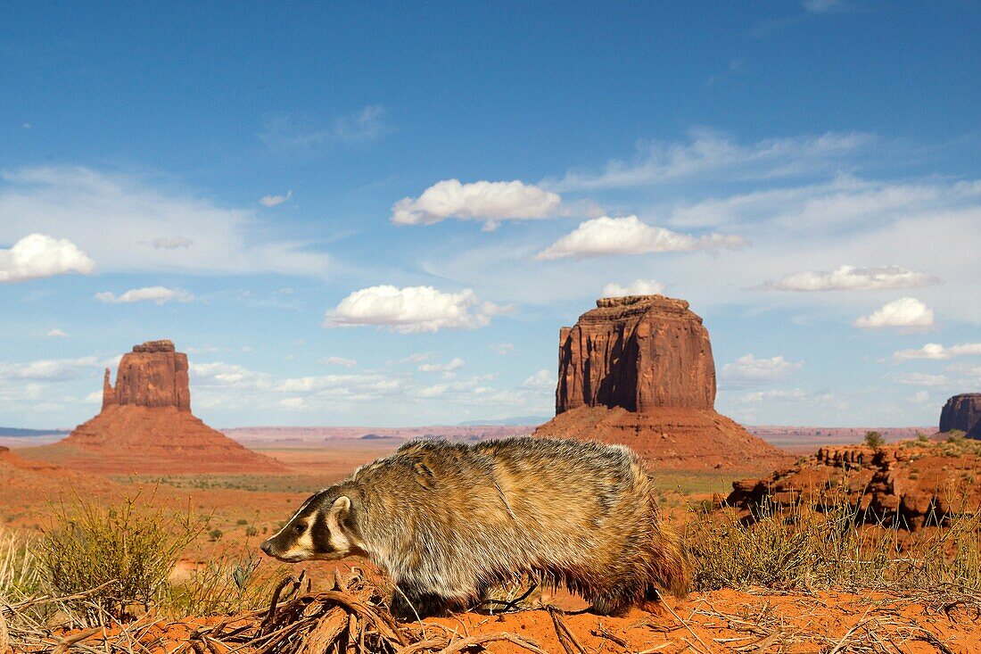 United Sates , Utah , Near Monument Valley , American badger Taxidea taxus