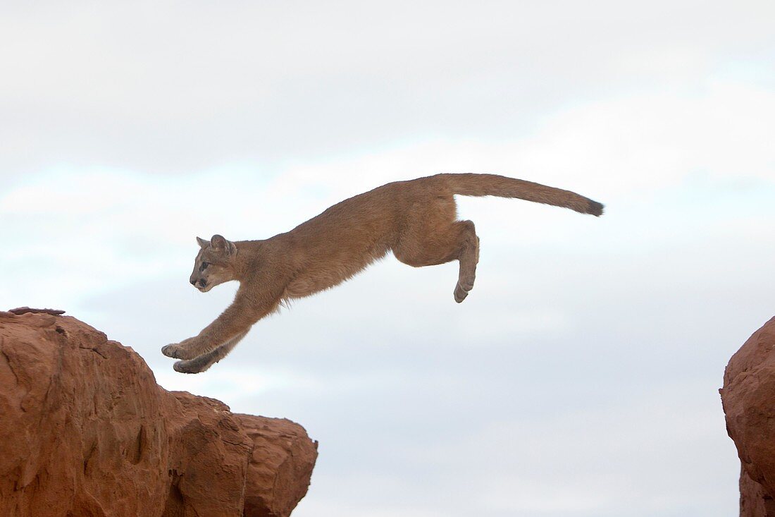 USA, Arizona, Monument Valley Tribal Park, Cougar or Mountain Lion  Puma concolor